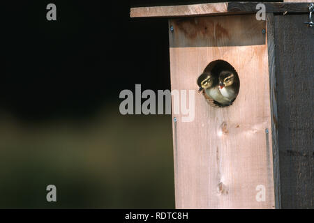 00715-036.15 Canard branchu (Aix sponsa) canetons laissant nichoir Marion Co. IL Banque D'Images