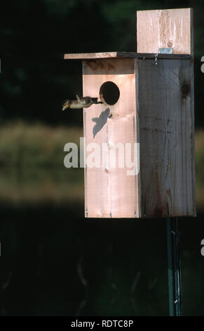 00715-037.05 Canard branchu (Aix sponsa) petit canard laissant nichoir Marion Co. IL Banque D'Images