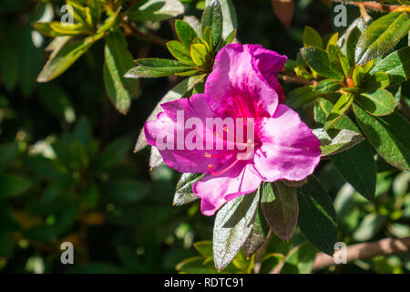 Blooming Pink Azalea fleurs (Rhododendron Arboreum), Californie Banque D'Images