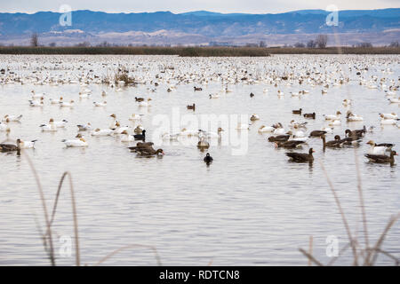 Les oies en tenant sur les étangs et marais de Sacramento National Wildlife Refuge pendant la migration d'hiver, en Californie Banque D'Images