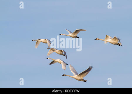 00758-00905 Cygnes trompettes (Cygnus buccinator) et Tunrdra les cygnes (Cygnus columbianus) en vol, Riverlands Migratory Bird Sanctuary, MO Banque D'Images