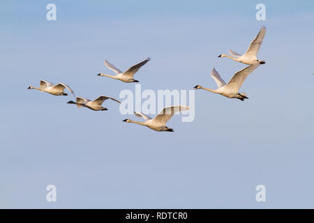 00758-00906 Cygnes trompettes (Cygnus buccinator) et Tunrdra les cygnes (Cygnus columbianus) en vol, Riverlands Migratory Bird Sanctuary, MO Banque D'Images