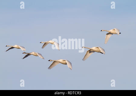 00758-00908 Cygnes trompettes (Cygnus buccinator) et Tunrdra les cygnes (Cygnus columbianus) en vol, Riverlands Migratory Bird Sanctuary, MO Banque D'Images