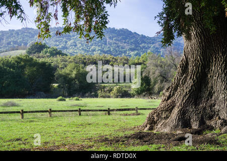 Vieille Californie bay laurel arbre sur un pré vert ; cerfs dans l'arrière-plan, Rancho San Antonio County Park, Santa Cruz Mountains, Cupertino, Cal Banque D'Images