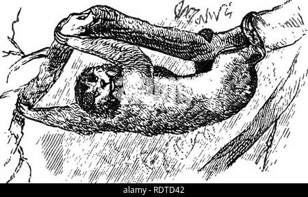 . Quatorze semaines en zoologie. Zoologie. Mammifères Classe : Ordre EDENTATA. 105 Sloth,* dont il y a deux Mg. ns. Varietiesâthe Bradypodidse.- âThe deux doigts et trois-toedâis aussi propre à l'Amer- ica. Cette dernière espèce, appelé l'IA, de son cri, vit sur la face inférieure des branches d'arbres, même suspendu couchage retour à la baisse. S'accrocher- dans â sur le membre avec sa-^»^'''J'â ¢'"&Lt ;''"^^^* â¢i â ¢ Â°^^'''''â ^^^"'â "^^''''Â°^»- re- ft pattes courtes, il appelle dans d'autres branches avec ses membres antérieurs, afin de. V///'"'"' Mg. 178.. Veuillez noter que th Banque D'Images