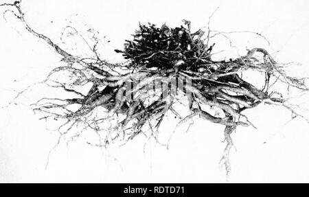 . L'arachide, la légumineuse imprévisibles ; un symposium. Arachides, arachides. 44 L'ARACHIDE-L'IMPRÉVISIBLE légumineuse. Fig:ure IL-tubéreux système racinaire de l'Arachis marginata. Touchez-enraciné comme dans A. hypo- gaea, ce système racine diffère de l'espèce cultivée dans l'élaboration d'épaississement charnu. *I*fcT7*i. Veuillez noter que ces images sont extraites de la page numérisée des images qui peuvent avoir été retouchées numériquement pour plus de lisibilité - coloration et l'aspect de ces illustrations ne peut pas parfaitement ressembler à l'œuvre originale.. Arant, F. S. (Frank Selman, 1904-) ; National Association d'engrais (1925- ) Banque D'Images