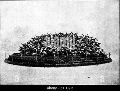 . Paysagiste. Remarques et suggestions sur les pelouses et de pelouse plante--mise en forme et l'arrangement des lieux du pays, grands et petits parcs, des parcelles du cimetière, et de la gare ferroviaire de pelouses--feuillus et conifères et arbustes--la frontière hardy-plantes--gainé cuir blanc, etc. Landscape Gardening. 220 plantes à massifs. liés à son surrouudings. Ils ont l'air malheureux pour foiiiieuial coiupauy le manque de qu'ils trouvent dans la nature. En règle générale, on peut dire que la plantation ornementale de cette charactei', à savoir, la literie, devrait être limitée à l'environnement immédiat des structures architecturales et aux petits Banque D'Images