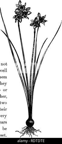 . Paysagiste. Remarques et suggestions sur les pelouses et de pelouse plante--mise en forme et l'arrangement des lieux du pays, grands et petits parcs, des parcelles du cimetière, et de la gare ferroviaire de pelouses--feuillus et conifères et arbustes--la frontière hardy-plantes--gainé cuir blanc, etc. Landscape Gardening. Jonquille odorante. (Narcisse JONQUILLE ODORU8.). (Narcissus pseudo-narcissus.). Veuillez noter que ces images sont extraites de la page numérisée des images qui peuvent avoir été retouchées numériquement pour plus de lisibilité - coloration et l'aspect de ces illustrations ne peut pas parfaitement ressembler à l'œuvre originale.. Les fer Banque D'Images