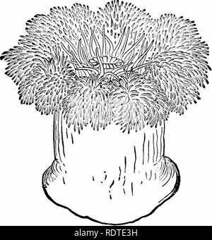 . Zoologie. Zoologie. Zoologie 28. Actiuians polyjis corail et ayant la même forme générale et la structure. Commune de^ {Actinia notre Metridmm lugoj- tum, fig. 29) est d'être trouvé entre les marques de marée sur des roches sous des algues, ou dans les bassins de marée, mais devient plus luxuri- antly sur les piles de ponts. Il vit facilement en aquarium, où ses habitudes peuvent être étudiés. Un aquarium peut être improvisé à l'aide d'une préserver-jar ou globe de verre, couvrant. Fig. 29.-Sea-Anemone commun. Grandeur nature, avec les tentacules de l'expansion. Après l'Eraerton. le fond avec du sable, avec une grande pierre plate pour l'at- tachment Banque D'Images