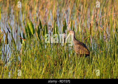 Aramus guarauna Limpkin (00880-00202) Zones humides Viera Brevard Comté, FL Banque D'Images