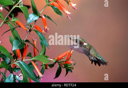 01162-093.19 Colibri à gorge rubis (Archilochus colubris) mâle à l'usine de cigares (cuphea ignea) Shelby Co. IL Banque D'Images