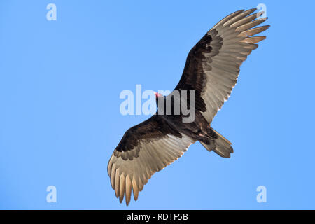 Flying urubu à tête rouge (Cathartes aura) sur un fond de ciel bleu, Alviso Marsh, au sud de la baie de San Francisco, Californie Banque D'Images