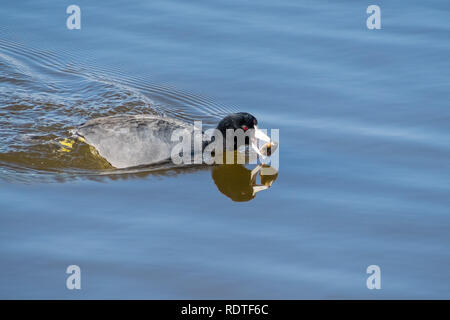 Foulque d'Amérique (Fulica americana) pêche et mangé des moules, le lac et le parc de la rive, sur la montagne, région de la baie de San Francisco, Californie Banque D'Images