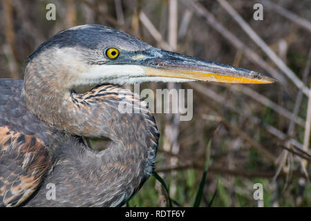 Close up d'un Grand Héron (Ardea herodias) tête, région de la baie de San Francisco, Californie Banque D'Images