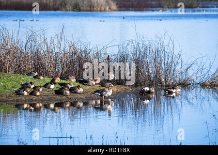 Les canards et les oies se reposer sur la berge d'un étang à Sacramento National Wildlife Refuge, en Californie Banque D'Images