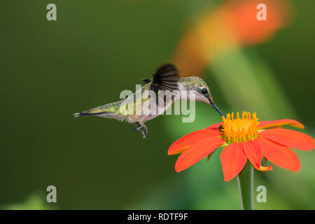 01162-14915 Colibri à gorge rubis (Archilochus colubris) à tournesol mexicain (Tithonia rotundifolia) dans le comté de Marion, Illinois Banque D'Images