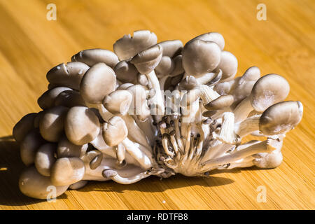 Close up d'un groupe de champignons frais (Pleurotus ostreatus) sur une planche à découper en bois Banque D'Images