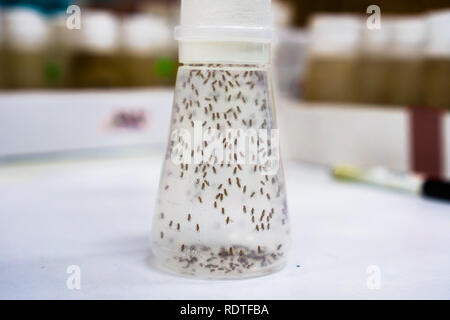 Flacon contenant les mouches à fruits ; la mouche à fruits (Drosophila melanogaster) continue à être largement utilisé pour la recherche biologique en génétique, physiologie, MICR Banque D'Images