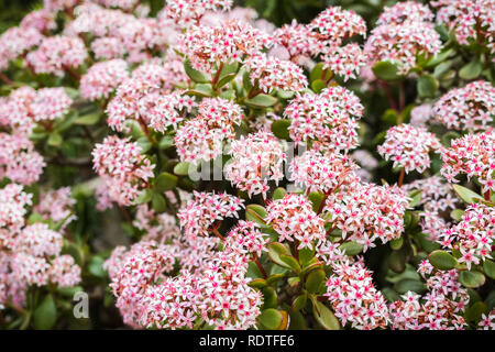 Blooming Crassula ovales (communément connu sous le nom de jade plant, arbre de l'amitié, la chance, la plante ou arbre d'argent), région de la baie de San Francisco, Californie Banque D'Images