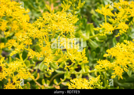 Sedum Palmeri fleurs, baie de San Francisco, Californie Banque D'Images