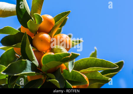 À la recherche jusqu'à maturité des fruits Kumquat sur une branche d'arbre ; fond de ciel bleu ; baie de San Francisco, Californie Banque D'Images