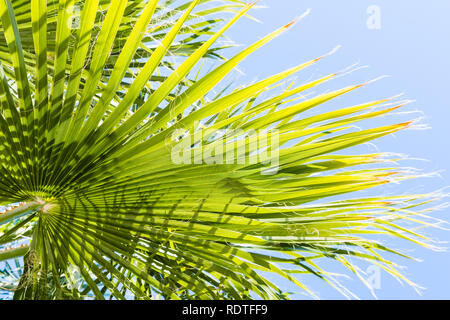 Ventilateur Palmier Washingtonia filifera (feuilles) sur un fond de ciel bleu, en Californie Banque D'Images