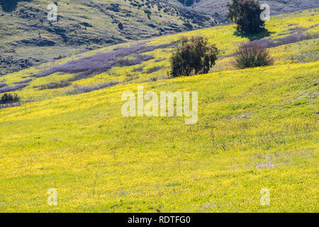 Des collines et des vallées couvertes de moutarde sauvage, Santa Teresa County Park, San Jose, San Francisco bay area Banque D'Images