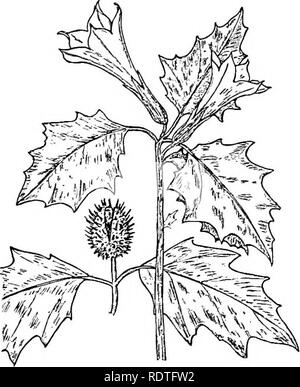 . La botanique, avec les applications agricoles. La botanique. Fig. 440. - Une partie d'un plant de tomate portant des fleurs et des fruits, et aussi une fleur agrandie pour afficher la structure de la fleur. dodendrons et bruyères. Le TraiUng (Arbutus Epigaea), qui est la fleur de printemps préférés partout où elle pousse, et le Madrona, l'un des plus beaux arbres de la côte du Pacifique, appartiennent à cette famille. La famille de patate douce (Convolvulaceae). - Les plantes de cette famille sont principalement des herbes ou twining. Leurs fleurs, comme celles de la gloire du matin illustrer, sont souvent tout à fait remarquable. Ils ont cinq étamines, et Banque D'Images