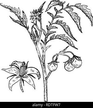 . La botanique, avec les applications agricoles. La botanique. 490 angiospermes. Fig. 440. - Une partie d'un plant de tomate portant des fleurs et des fruits, et aussi une fleur agrandie pour afficher la structure de la fleur. dodendrons et bruyères. Le TraiUng (Arbutus Epigaea), qui est la fleur de printemps préférés partout où elle pousse, et le Madrona, l'un des plus beaux arbres de la côte du Pacifique, appartiennent à cette famille. La famille de patate douce (Convolvulaceae). - Les plantes de cette famille sont principalement des herbes ou twining. Leurs fleurs, comme celles de la gloire du matin illustrer, sont souvent tout à fait remarquable. Ils ont f Banque D'Images