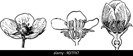 . La botanique, avec les applications agricoles. La botanique. Les angiospermes 484 pistils, et le numéro de chaque est indéfini, tandis que dans l'Apple il y a généralement cinq carpelles, et dans la pêche, prune, cerise, amande et le nombre de carpelles a réglé jusqu'à l'un. Il y a aussi une tendance notable vers epigyny perigyny, pour, ce qui est courant dans la famille, est un pas vers l'epigyny (Fig. 431). La famille des roses est la famille des fruits. Il comprend les pommes, poires, pêches, prunes, abricots, cerises,. Fig. 431. - Quelques fleurs de la famille des roses. Sur la gauche, une fleur de fraisier, qui a beaucoup de stam Banque D'Images