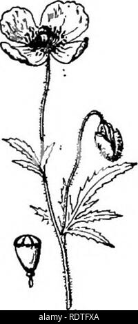 . La botanique, avec les applications agricoles. La botanique. Fig. 429. ^ - caractère de la plante, les fleurs, et les fruits de la moutarde noire (Brassica nigra). A droite, une plante en fleur (XtV) ! S'Dd ^ pod mature à propos de grandeur nature ; sur la gauche, au-dessus, une fleur, et ci-dessous, une gousse. Après Vasey et Nature.. Fig. 430. - L'un des Pop- pies, montrant le caractère des fleurs et pod. Après le- comte. sont inquiétants d'impuretés dans les semences commerciales, et les graines de certaines sont toxiques. Associé à la famille est la famille de pavot (Papaveraceae), caractérisé par un jus laiteux et figuratif Banque D'Images