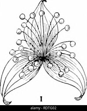 . Les plantes et leurs moyens en Afrique du Sud. La botanique, la botanique. La classification des végétaux 309 Les plantes de cet ordre sont généralement des arbres ou arbustes  %nème stipulent simple ou composé de feuilles. À cette importante commande appartiennent beaucoup de nos fruits, comme les pommes, poires, pêches, fraises, mûres, ainsi que les roses. Les fleurs sont ouvertes, et exposer leur miel pour les abeilles et les mouches. La commande comporte une variété de fruits. Le fruit est une capsule rarement. Le carpelle unique peuvent former une drupe ou les fruits à noyau, comme dans l'abricot. Blackberry a une grappe de drupels. Les fraises ont des grappes d'akènes sur rece Banque D'Images