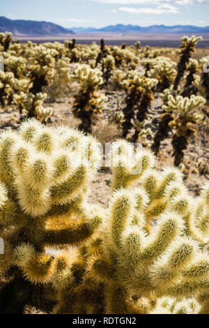 Paysage dans la Cholla Cactus Garden, Joshua Tree National Park, Californie Banque D'Images