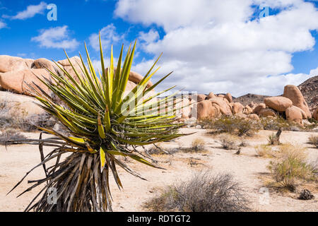 Mojave yucca (Yucca schidigera) ; éperon rocheux à l'arrière-plan, le parc national Joshua Tree, Californie Banque D'Images