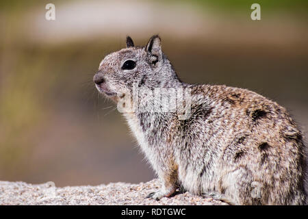 Close up of California (Otospermophilus beecheyi), vent messing sa fourrure, Joshua Tree National Park Banque D'Images