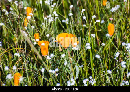 Pavot de Californie (Eschscholzia californica) et de fleurs (popcorn) nothofulvus Plagiobothrys sur un pré en fleurs dans le comté de Santa Clara, au sud de San Fran Banque D'Images