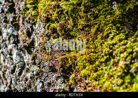 Moss couvrant une partie de l'écorce d'un arbre, la vallée de Santa Clara, au sud de la baie de San Francisco, Californie Banque D'Images