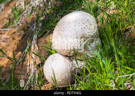 Close up d'Earthballs (sclérodermie) sur les collines du comté de Santa Clara, au sud de la baie de San Francisco, Californie Banque D'Images