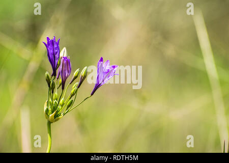 Close up of Ithuriel's spear (Triteleia laxa) fleurit sur les collines de South San Francisco, comté de Santa Clara, Californie Banque D'Images