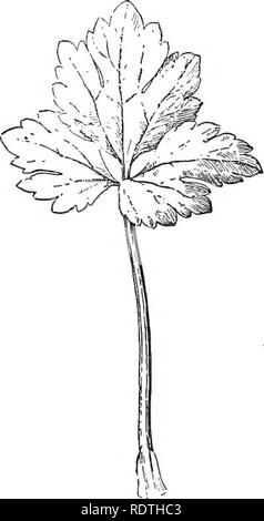 . Essentials de botanique. La botanique, la botanique. 100 ESSENTIALS DE BOTANIQUE comparer le mode d'veinmg ou de l'orme et les nervures de la feuille d'érable en faisant un diagramme de chaque. Ces feuilles d'accord d'être déduits, à pâte persillée, c.-à-d en avoir que des veinules inscrivez-vous l'un l'autre à de nombreux angles, de manière à former une sorte de dentelle délicate-travail, comme la figue. 59 et 60. Ils diffèrent, cependant, dans l'arrangement- ment des principales veines. Une telle feuille comme celle de l'orme est dit feather-, veiné ou pennatinervé. La feuille d'érable, ou n'importe quel feuille avec nervures très similaires, est dit être palmately veiné. Décrire la différence b Banque D'Images