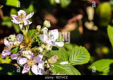 Close up of discolore (Rubus armeniacus) fleurs fleurir dans le sud de San Francisco, en Californie, où est jugées envahissantes Banque D'Images