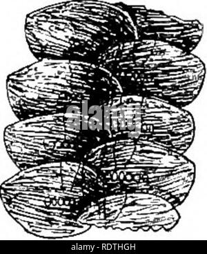 . Botanique élémentaire. La botanique. Fig. 62. Fig. 60. Partie de plante de l'hépatique Frullania, un lichen foliacé. Fig. 61. Partie de même plus fortement magni- fied, montrant au- feuilles clapotis. Dessous montrant une fourche de vitamines est en ligne de feuilles et des lobes latéraux de l'absorbée. feuilles. 170. La nutrition des mousses.-parmi les mousses qui sont généralement communs dans les situations ombragées et humides, les exemples sont nombreux qui sont adaptés pour l'étude des organes de l'absorption. Si nous prenons par exemple une usine de Mnium (M.) affine qui est illustré dans la fig. 64, nous notons qu'il se compose d'un axe à l'e Banque D'Images