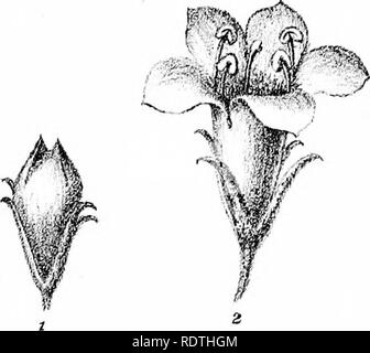 . Photos et illustrations de l'myoporinous les plantes de l'Australie. Tome 2. Lithograms. Myoporaceae ; botanique. . Veuillez noter que ces images sont extraites de la page numérisée des images qui peuvent avoir été retouchées numériquement pour plus de lisibilité - coloration et l'aspect de ces illustrations ne peut pas parfaitement ressembler à l'œuvre originale.. Mueller, Ferdinand von, 1825-1896. Melbourne, J. Ferres Banque D'Images