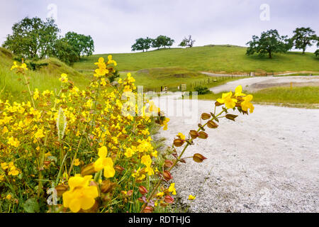 S'infiltrer monkey fleurs (Mimulus guttatus) fleurit sur le côté d'une route de gravier, le Rancho San Vicente partie de Calero County Park, South San Francisco b Banque D'Images