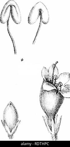 . Photos et illustrations de l'myoporinous les plantes de l'Australie. Tome 2. Lithograms. Myoporaceae ; botanique. .... 'Vi,. Veuillez noter que ces images sont extraites de la page numérisée des images qui peuvent avoir été retouchées numériquement pour plus de lisibilité - coloration et l'aspect de ces illustrations ne peut pas parfaitement ressembler à l'œuvre originale.. Mueller, Ferdinand von, 1825-1896. Melbourne, J. Ferres Banque D'Images