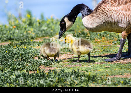 Bernache du Canada (Branta canadensis) nouvelle naissance poussins mangent de l'herbe sous la supervision de leur mère sur le rivage d'un lac, région de la baie de San Francisco Banque D'Images