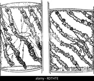 . Botanique élémentaire. La botanique. La physiologie. résultats avec l'aide du microscope. L'iode donne une couleur jaune brun pour le protoplasme, et il peut être plus clairement vu. Le noyau est également beaucoup plus important puisqu'il profondément, couleurs et nous pouvons percevoir dans le noyau d'un petit corps arrondi, parfois plus, le nucléole. L'iode a ici le vitrail du protoplasme vivant. Le proto- plasma germinatif, toutefois, dans une condition de vie s'opposeront pendant un temps certains autres réactifs, comme nous allons voir si nous tentons de la tache avec une solution aqueuse de 1  % Solution de colorant connu comme l'éosine. Laissez-nous monter une Banque D'Images