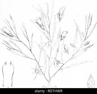 . Photos et illustrations de l'myoporinous les plantes de l'Australie. Tome 2. Lithograms. Myoporaceae ; botanique. Bonjour. Veuillez noter que ces images sont extraites de la page numérisée des images qui peuvent avoir été retouchées numériquement pour plus de lisibilité - coloration et l'aspect de ces illustrations ne peut pas parfaitement ressembler à l'œuvre originale.. Mueller, Ferdinand von, 1825-1896. Melbourne, J. Ferres Banque D'Images