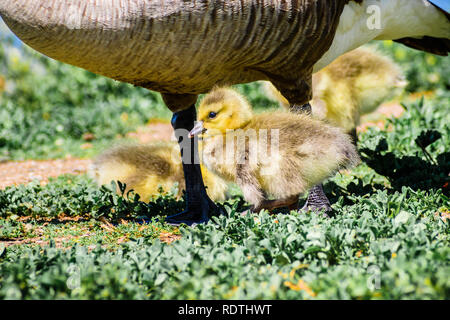 Bernache du Canada (Branta canadensis) nouveau né chick assis près de sa mère, baie de San Francisco, Californie Banque D'Images