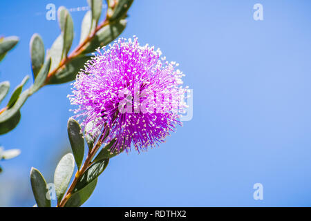 Close up of honey-voyante myrtle (Melaleuca nesophila) fleurs qui sont indigènes de l'Australie, la floraison dans le sud de San Francisco, Californie, où Banque D'Images